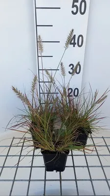 Produktbild von 6 x  Pennisetum alop. 'Burgundy Bunny' - Lampenputzergras  - Topf 9 x 9 cm