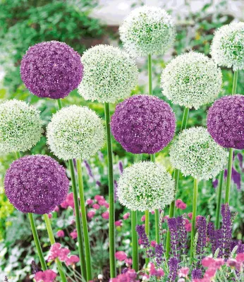 Produktbild von BALDUR Garten Riesen- Allium- DUO, 9 Zwiebeln, dekorative Blütenbälle, imposanter Blickfang im Beet & in der Vase, pflegeleicht, winterhart & mehrjährig