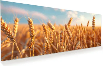Produktbild von Glasbild 100x40cm in XXL für Wohnzimmer, Schlafzimmer Motiv Weizenfeld Sonnenuntergang