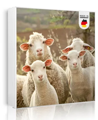 Produktbild von banjado Schlüsselkasten aus Metall, 30x30cm groß mit 32 Haken, als Magnettafel nutzbar, Korpus weiß, Anschlag links, Schaffamilie [SKGW2 10473]