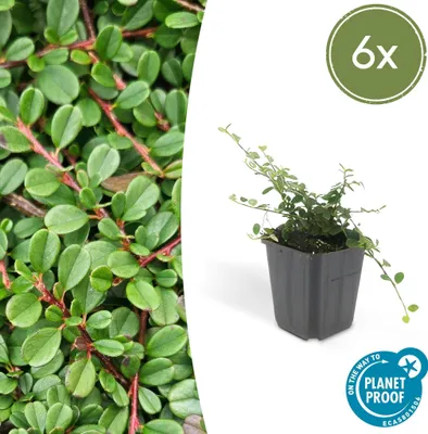 Immagine prodotto di Trendyplants - Cotoneaster procumbens 'Streib's Findling' - 6 pezzi - Cotoneaster - Difficile da coltivare - Altezza 20-30 cm - Dimensioni vaso Ø9cm
