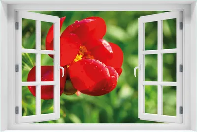 Produktbild von Wallario Poster mit Fenster-Illusion: Wilde rote Pfingstrose in Nahaufnahme, Größe: 61 x 91,5 cm (Maxiposter)