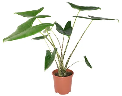 Produktbild von Zynesflora Alocasia Zebrina im Ø 21 cm Pflanzentopf - Höhe: 70 - 75 cm - Pfeilblatt Alokasie Zimmerpflanze mit Zebramuster