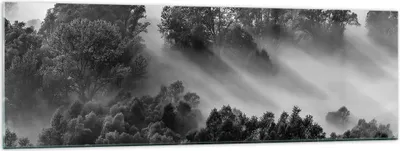 Produktbild von Bilder auf glas - Einteilig - Schwarzweiß Bäume Nebel - 160x50cm - Glasbilder - Wandbilder - Bilder - zum Aufhängen bereit - Wanddekoration aus Glas - Glas Bilder - Wandbild auf Glas - GAB160x50-4510