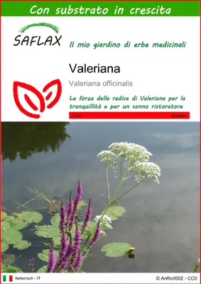 Immagine prodotto di SAFLAX  - Valeriana - 200 semi - Con substrato - Valeriana