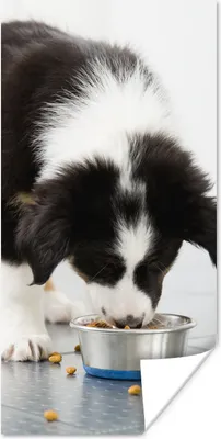 Produktbild von MuchoWow® Poster Ein Border Collie frisst 20x40 cm - Plakat - Foto