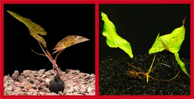 Produktbild von 1 Rote + 1 Grüne Lotus - Pflanze (Nymphaea Lotus)