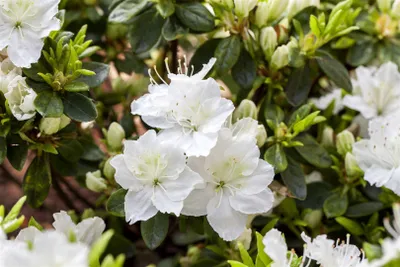 Produktbild von Rhododendron obtusum 'Maischnee', Azalee, weiß, 15–20 cm