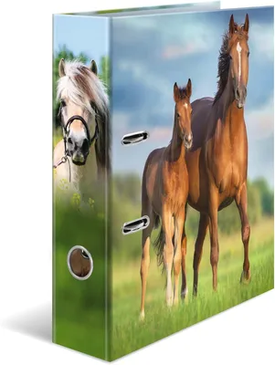 Produktbild von HERMA 20097, A4, Lagerung, Karton, Mehrfarbig, 7 cm, 1 Stück(e)