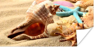 Produktbild von MuchoWow® Poster Seesterne - Muscheln - Sand - Strand 80x40 cm - Wanddeko