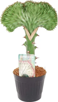 Zdjęcie produktu dla Trendyplants special - Euphorbia lactea Cristata green - Kaktus - Wysokość 20-40 cm - Rozmiar doniczki Ø10,5cm