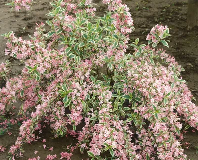 Produktbild von Weigela florida 'Nana Variegata', Weigelie, buntlaubig, 60–80 cm