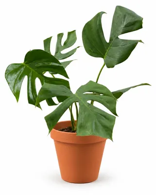 Obrázek produktu pro Gardners Monstera Sierrana, průměr 17 cm
