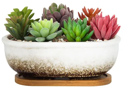Image de Omgoods - Pot rectangulaire pour plantes succulentes, 20 cm, avec bac de drainage, blanc