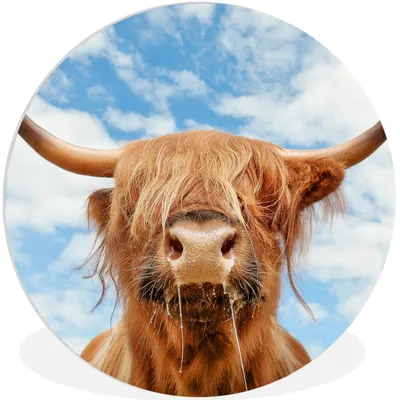 Produktbild von MuchoWow® Rundes Wandbild - Runde Bilder Schottischer Highlander - Wolke - Tiere Ø 60 cm Kreis Wanddekoration Kunststoff - Wandkreis - Wandschmuck - Wand Kreis - Das Schlafzimmer - Die Bilder - Wandmalerei - Kunst für das Haus - das Plastik