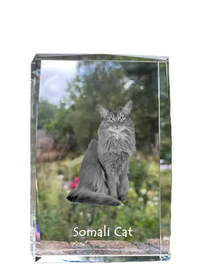 Zdjęcie produktu dla Somali - kryształ ze zdjęciem kota, zdjęcie w szkle, nowoczesna ekspozycja zdjęcia marki Art-Dog