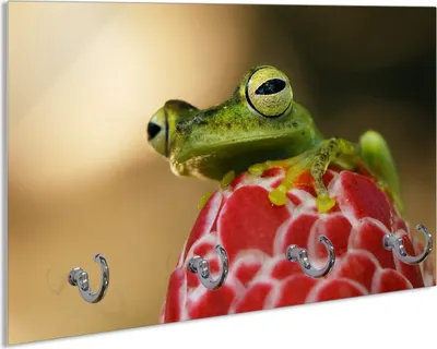 Produktbild von Wallario Schlüsselbrett aus Glas, Motiv: Frosch sitzt auf einer Knospe, 30 x 20 cm mit 4 Haken
