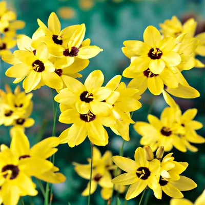 Image de Ixia Bulbes Fleurs Campanule Lis des blés Yellow Emperor 10 pcs.