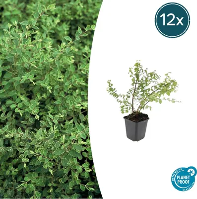 Produktbild von Symphoricarpos chenaultii 'Hancock' | 12 Stücke - 10-25cm - Ø9cm - Gartenpflanze
