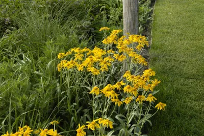 Produktbild von Helenium hoopesii, Sonnenbraut, leuchtend gelb, ca. 9x9 cm Topf