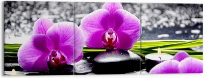 Produktbild von Bild auf Leinwand - Leinwandbild - Orchidee Natur Wasser Blume - 150x50cm - Wand Bild - Wanddeko - Leinwanddruck - Bilder - Kunstdruck - Wanddekoration - Leinwand bilder - Wandkunst - CA150x50-2658