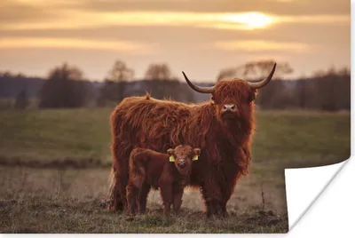 Produktbild von MuchoWow® Poster Schottische Highlander - Tiere - Landschaft - Sonnenuntergang - Kuh 60x40 cm - Schlafzimmerdekoration