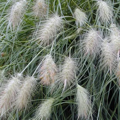 Image de 6 x Pennisetum villosum - Pennisetum villosum | Pot 9cm x 9cm