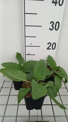 Image de 6 x Salvia prat. 'Swan Lake' - Mousse étoilée - pot 9 x 9 cm