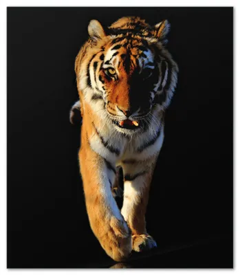 Produktbild von Wallario Herdabdeckplatte aus Glas, Größe 52 x 60 cm 1-teilig, Motiv Laufender Tiger