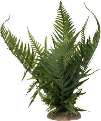 Produktbild von Terra Della Dekoration Farn grün, Größe: M