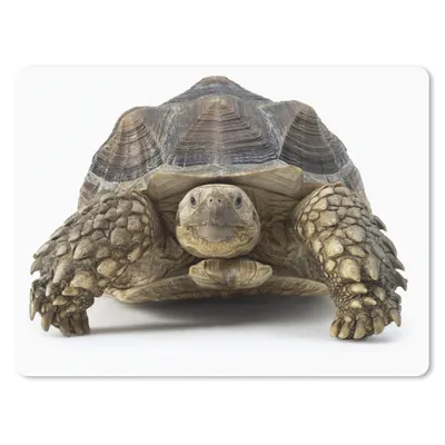 Produktbild von MuchoWow® Mauspad Mousepad Schildkröte - Tiere - Weiß 40x30 cm - Mousepads - Maus Mat - Pad - Mausunterlage - Anti Rutsch