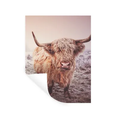 Produktbild von MuchoWow® Wandtattoo Wandsticker Wandaufkleber Schottische Highlander - Schnee - Sonne 60x80 cm Selbstklebend und Repositionierbar - Repositionierbar - Wasser abweisend