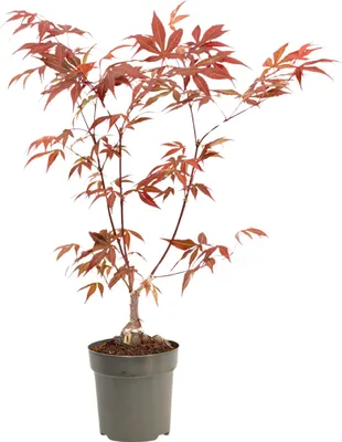 Zdjęcie produktu dla Klon japoński - Acer palmatum 'atropurpureum' - Wysokość 25-40cm - ø10,5cm