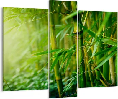 Produktbild von Bild auf Leinwand - Leinwandbild - Bambus Pflanze - 95x80cm - Wand Bild - Wanddeko - Wandbilder - Leinwanddruck - Bilder - Kunstdruck - Wanddekoration - Leinwand bilder - Wandkunst - CB95x80-3558