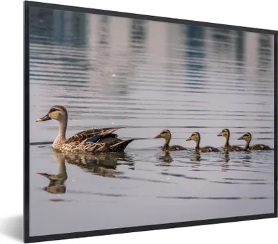 Produktbild von MuchoWow® Gerahmtes Poster Ente - Wasser - Vogel - Braun 80x60 cm - Poster mit Schwarzem Bilderrahmen Wandposter Rahmen Foto Bilder - Schwarzem - Mit Gestell
