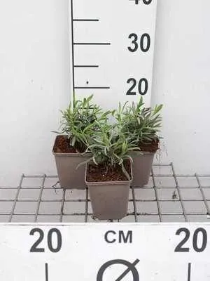 Produktbild von 6 x Lavandula int. 'Alba' - Lavendel - Topf 9 x 9 cm