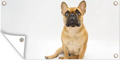 Produktbild von MuchoWow® 60x30 cm Outdoor-Poster Gartendeko Sichtschutz Garten Poster für den Garten  Französische Bulldogge - Weiß - Braun