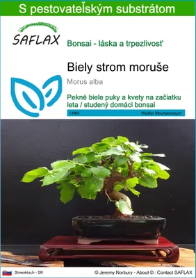 Obrázok produktu pre SAFLAX - Biely strom moruše - Morus alba - 200 Semená - S pestovateľským substrátom bez klíčkov