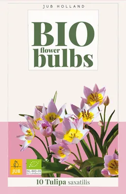 Productafbeelding van Tulipa saxatilis bloembol JUB 10 stuks