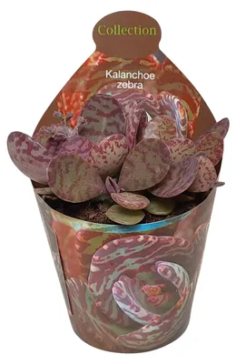 Produktbild von Kalanchoe Zebra – seltene Sukkulente – Rarität – 6,5-cm-Topf – 15 cm hoch