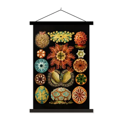 Produktbild von MuchoWow® Textilposter Vintage - Ernst Haeckel - Meerestier - Natur - Meer - Kunst 40x60 cm mit schwarzem Rahmen - Wanddekorationen