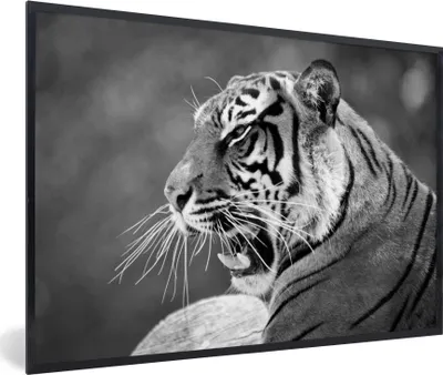 Produktbild von MuchoWow® MuchoWow® Gerahmtes Poster Tiger - Wild - Schwarz - Weiß 30x20 cm - Poster mit zchwarzem Bilderrahmen - Kunstdruck - Bild-Poster