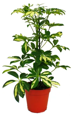 Produktbild von Strahlende Aria – Schefflera – weiß-grünes Laub – 12-cm-Topf – Zimmerpflanze – ca. 40–45 cm hoch