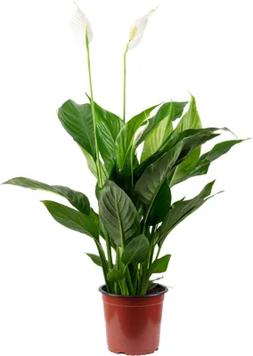 Produktbild von Einblatt mit 3-5 Blüten/Knospen - Luftreinigendes Spathiphyllum - ca. 45 cm hoch, Topf-Ø 13 cm