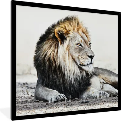 Produktbild von MuchoWow® Gerahmtes Poster Tiere - Porträt - Farbe 40x40 cm - Poster mit Schwarzem Bilderrahmen Wandposter Rahmen Foto Bilder - Mit Rahmen - Wanddekoration Schlafzimmer
