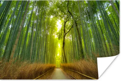 Produktbild von MuchoWow® Poster Pfad im Arashiyama-Bambuswald in Japan 60x40 cm - Schlafzimmerdekoration