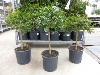 Produktbild von Kaviarlimette 65 - 75 cm | grüner Kaviar | Zitrusbaum | Fingerlimette | veredelt |  | hergestellt auf Sizilien