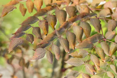 Produktbild von Aralia elata, Japanischer Angelikabaum, 80–100 cm