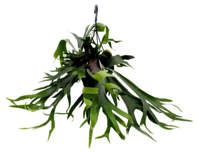 Produktbild von Platycerium bifurcatum - Geweihfarn - Große Solitärpflanze - im 21 cm Ampeltopf