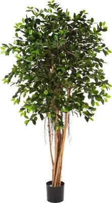 Produktbild von aplanta Künstlicher Ficus Retusa – Caelior | 180 cm, Echtholzstamm, für drinnen, Kunstbaum, wie echt, Allergiker geeignet, pflanzliche Dekoration Praxis, Office & Wohnzimmer